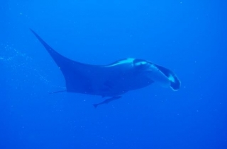  Viaje de buceo en el mar rojo
